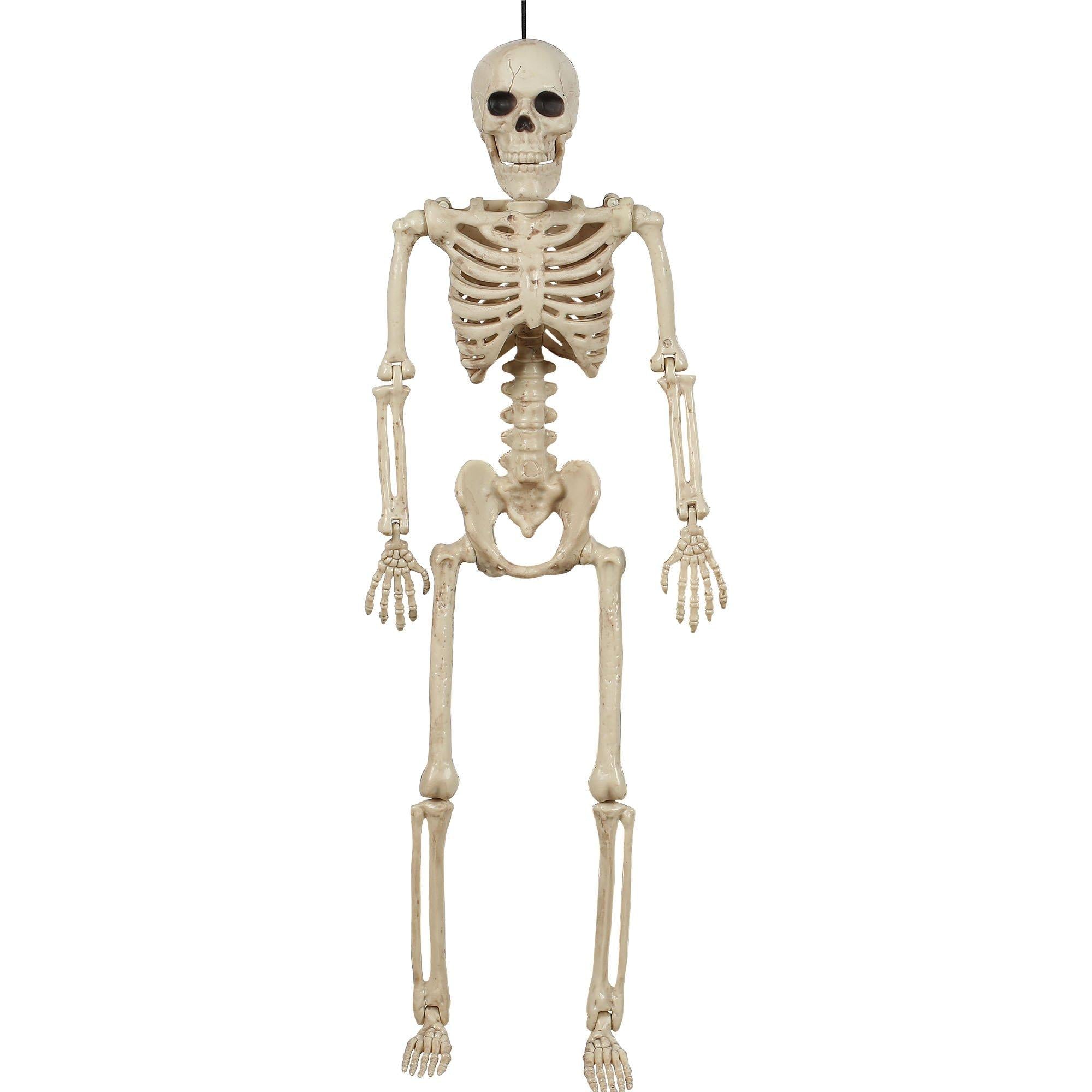 Miniature Realistic Hanging Skeleton. 16in
