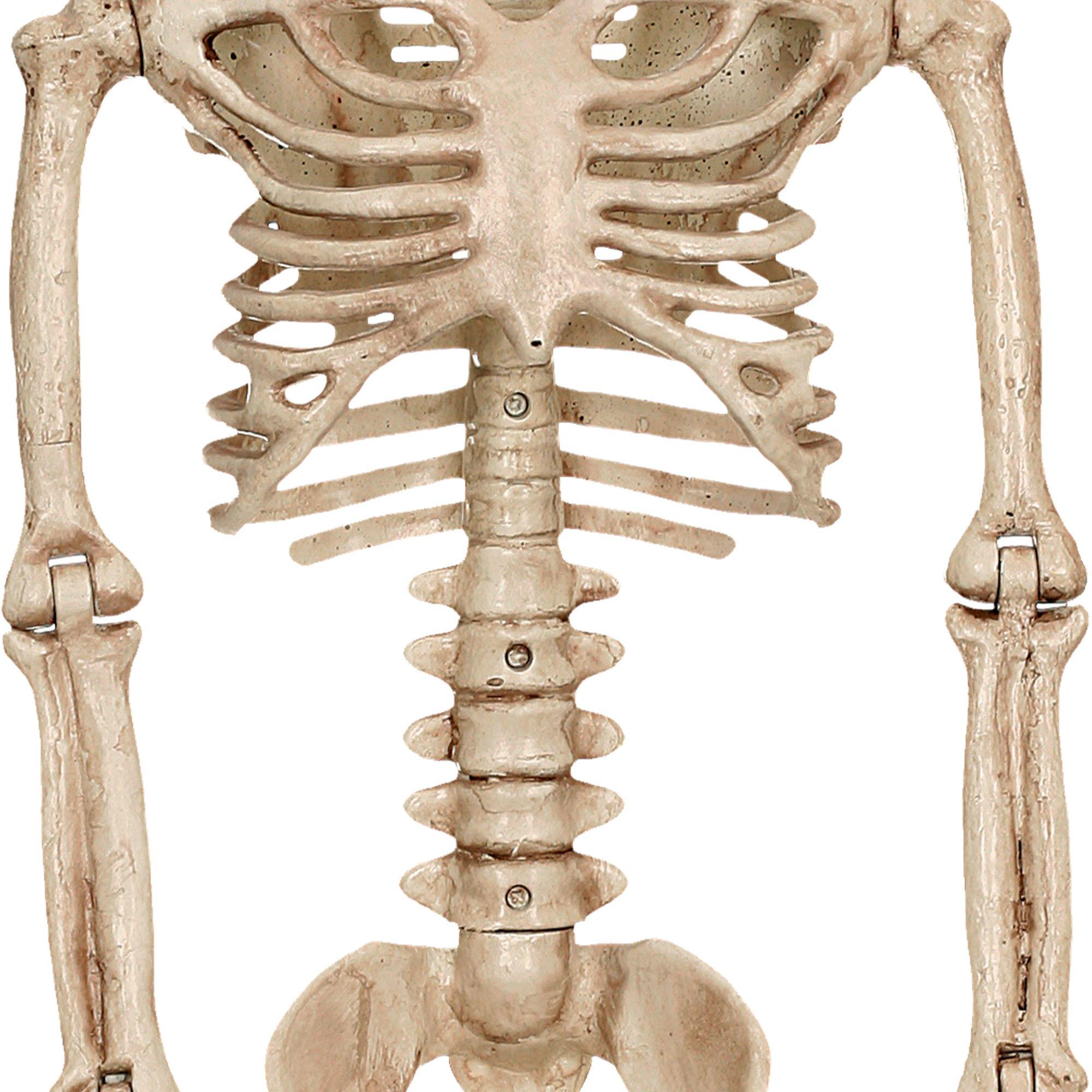 Realistic Hanging Skeleton. 3ft - Halloween Decoration - Image 3