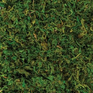 Natural Moss. 4.2oz